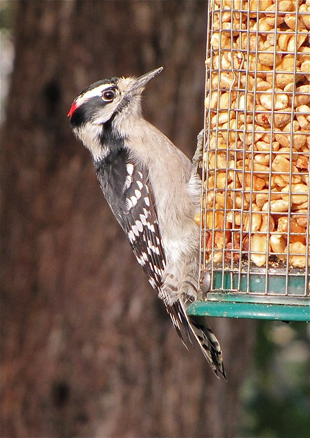 Downy Woodpecker in Normal, IL 01