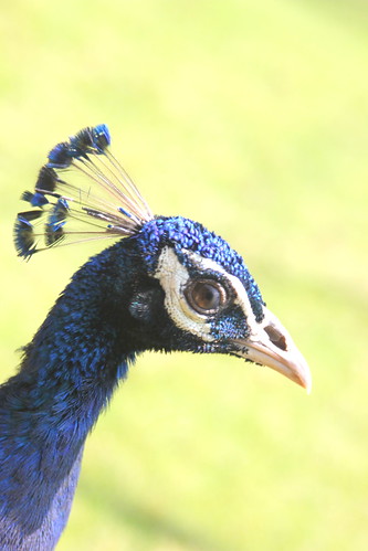 Peacock - National Bird of INDIA - #13112012-IMG_8170a