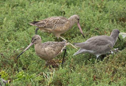 Marbled Godwits and Willet