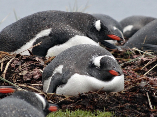 Godthul - Nesting Gentoo Penguins by The Very Lonely Traveller