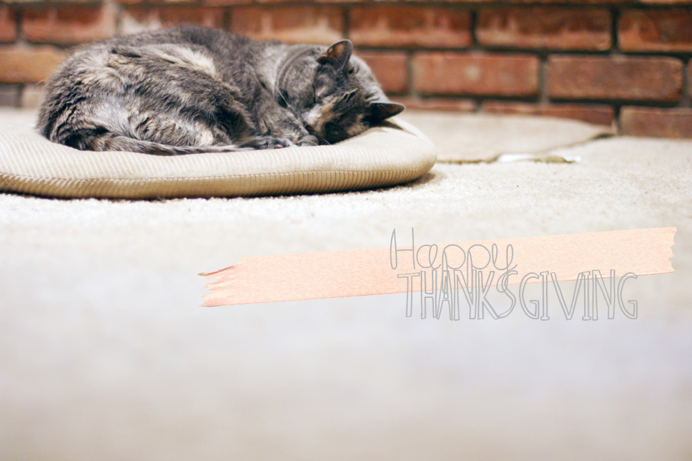 thanksgiving kitty