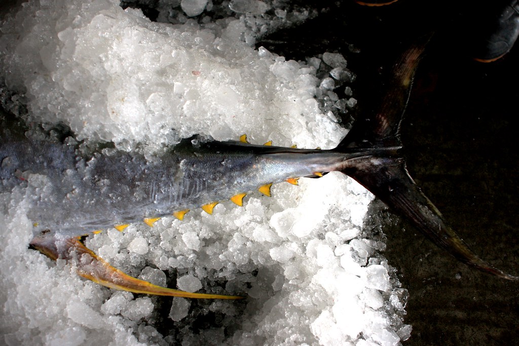 黃鰭鮪是台灣常見五種鮪魚之一，繼黑鮪魚、南方黑鮪等族類日漸稀少，黃鰭鮪憑藉其平民身價，躍上砧板，成為生魚片及蓋飯愛用主角。攝影：廖律清