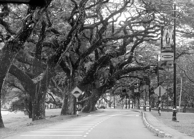 IMG_1660 Taiping Rain Trees
