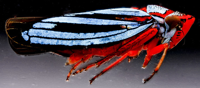 Leafhopper cuvette, U, side, Dominican Republic_2012-11-28-15