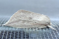 Moth (D)