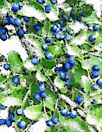 Dusting of Snow on Sapphire Berries (Digital Woodcut) by randubnick