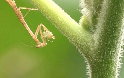 菜園裡的螳螂。取自〈阿公的菜園，我的記憶〉，賴綺襄攝