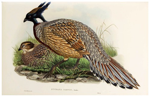 001-Darwin's Pucras Pheasant-The birds of Asia vol. VII-Gould, J.-Science .Naturalis
