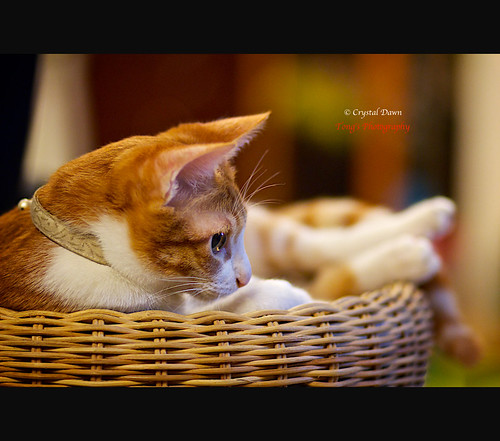 Audi in the Basket by © Crystal Dawn Photography