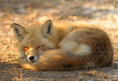 Red Fox at Island Beach State Park by Mark Schwall
