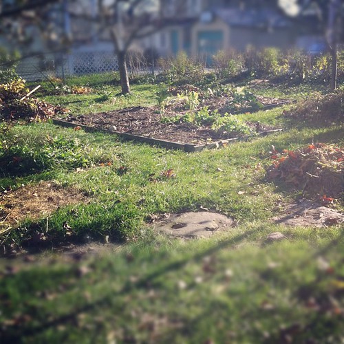 making the garden neat and tidy before the holidays and winter (which is slightly more complicated than usual because we haven't had a hard frost yet) #maine #organicgarden #urbangarden