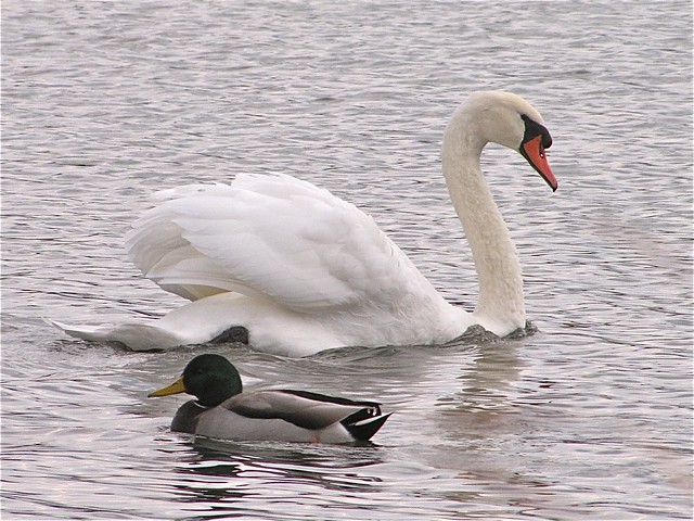 Mute Swan at Tipton Park in McLean County, IL 02