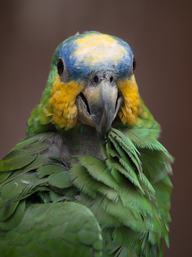 Blue Fronted Amazon Parrot