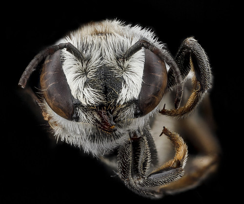 Megachile concinna, F, face, Dominican Republic_2012-10-16-16.07.05 ZS PMax