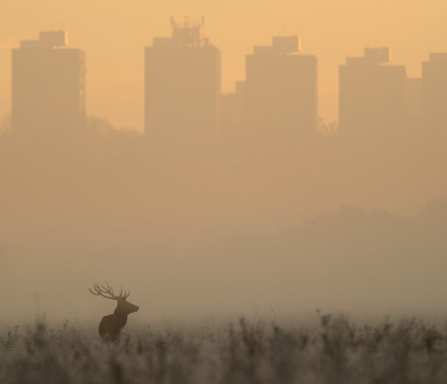 Red Deer at Dawn by Richard.Fisher