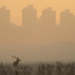 Red Deer at Dawn