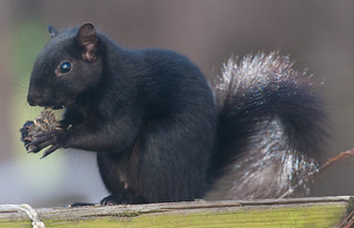 Mr. Black Squirrel dining on sunflower seeds...
