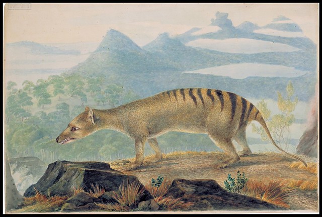 Thylacine cynocephalus (Tasmanian Tiger)