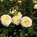 Rosas amarillas | Yellow roses