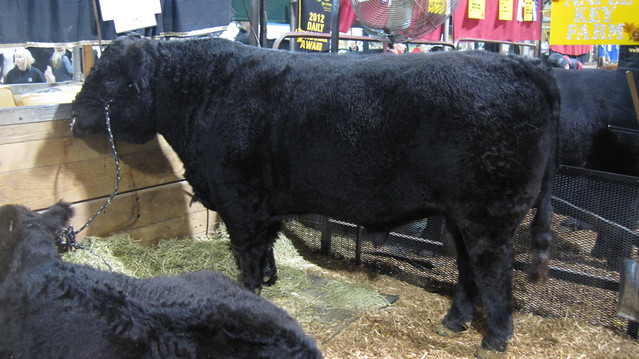 Angus breed beef cattle bull