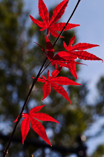Red_maple2