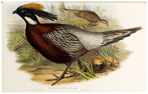 006-Kafiristan Pucras Pheasant-The birds of Asia vol. VII-Gould, J.-Science .Naturalis