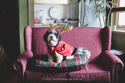 Bernard the Reindeer/ Cavamalt by twoguineapigs pet photography