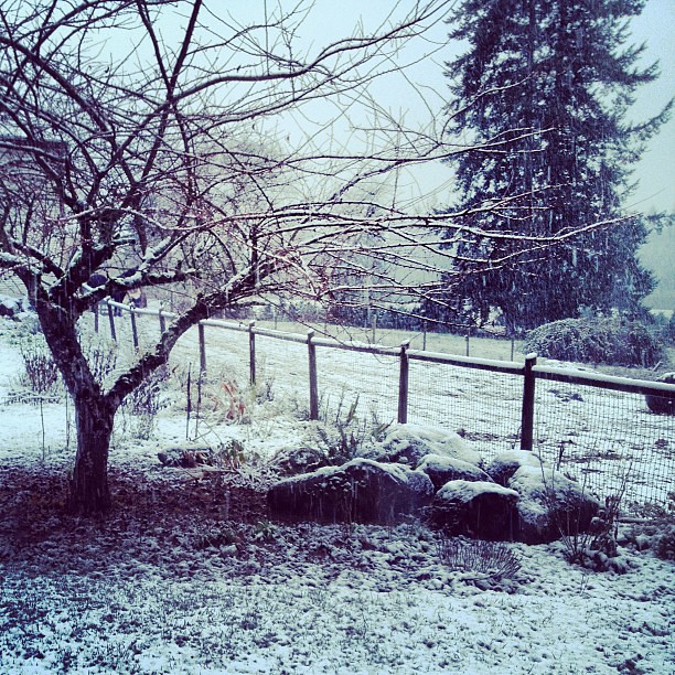 Woke up to a beautiful snow covered landscape. Had to take a quick photo...by noon it will turn to more Oregon rain.