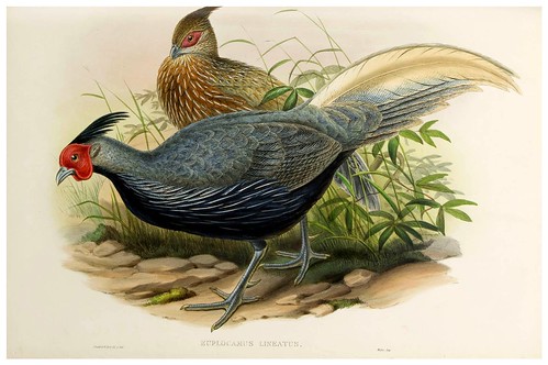 008-Lineated Pheasant-The birds of Asia vol. VII-Gould, J.-Science .Naturalis