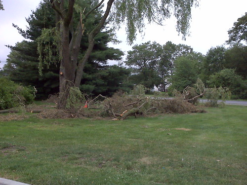 Tree down