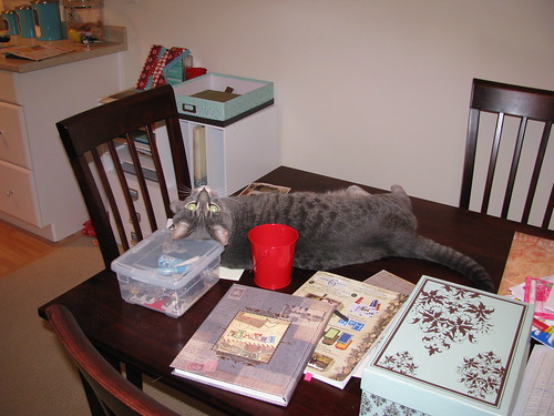 Sammy on the table