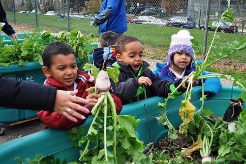 Powell Kids Pulling Beets: Students eagerly pulled out plants and were surprised at what they found! (in this case, turnips)