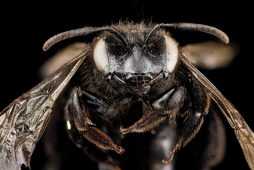 Andrena nigerrima, F, face, South Dakota, Pennington County_2012-12-13-14.23.53 ZS PMax
