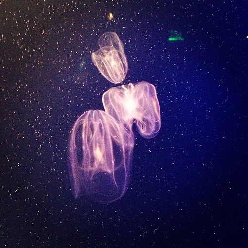 Magical looking jellyfish.
