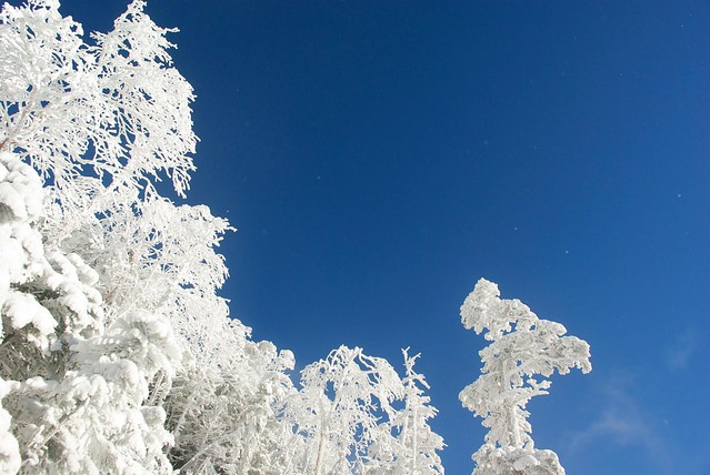 樹氷と空