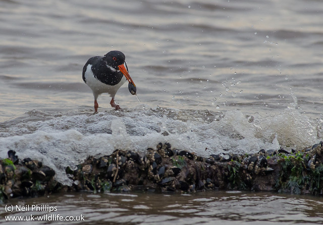 Oystercatcher and mussel