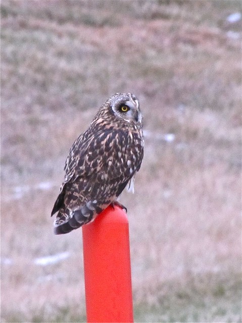 Short-eared Owl Between Gridley and El Paso in McLean County 04