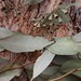 Garden Inventory: Eucalyptus - 05