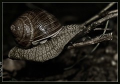 snails & slugs