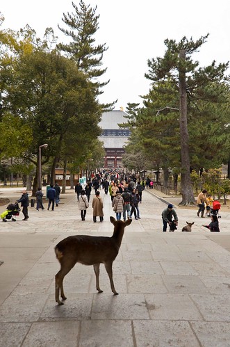 Deer Overlooking Todai-ji Temple