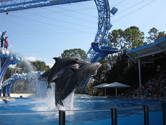 Dolphin show iii