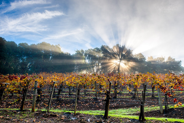 God Rays in the Vineyard