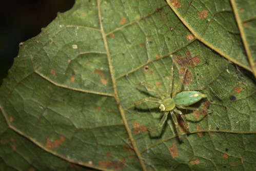 spider, Madagascar