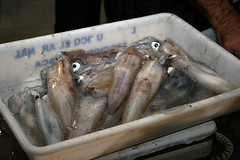Trobada de calamars desembre 2012