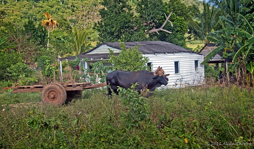 farm oxen, Cuba by Alida's Photos