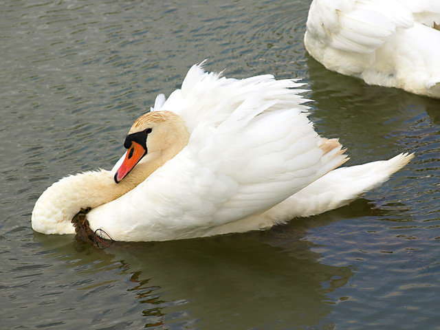 Swans at the Delta del Ebro, Catalonia