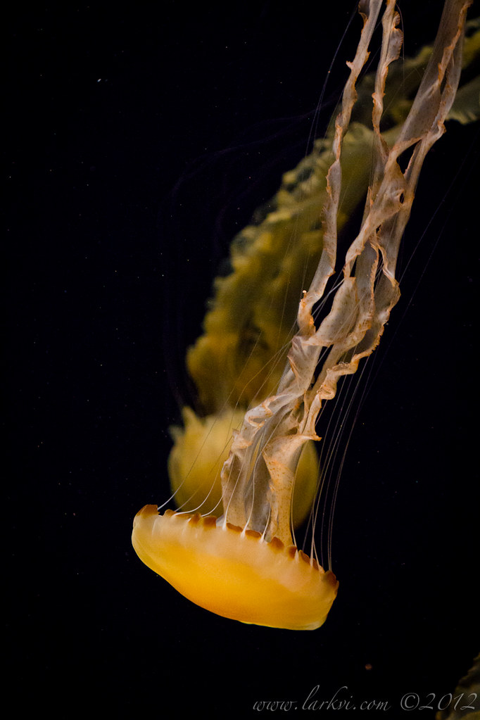 Jellyfish #2, Monterey Bay Aquarium, 2013