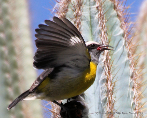 Yellow Bird on Cactus by Cheryl Turlin