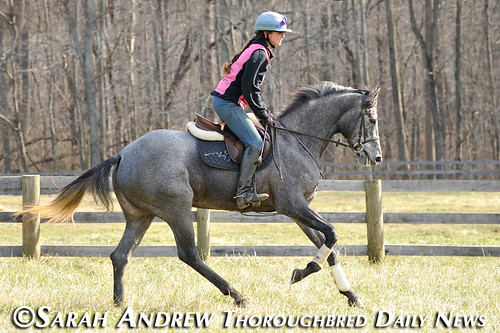 Gunport: Retired Racehorse Training Project