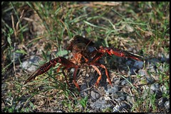 Gambero rosso louisiana - Procambarus clarkii Girard
